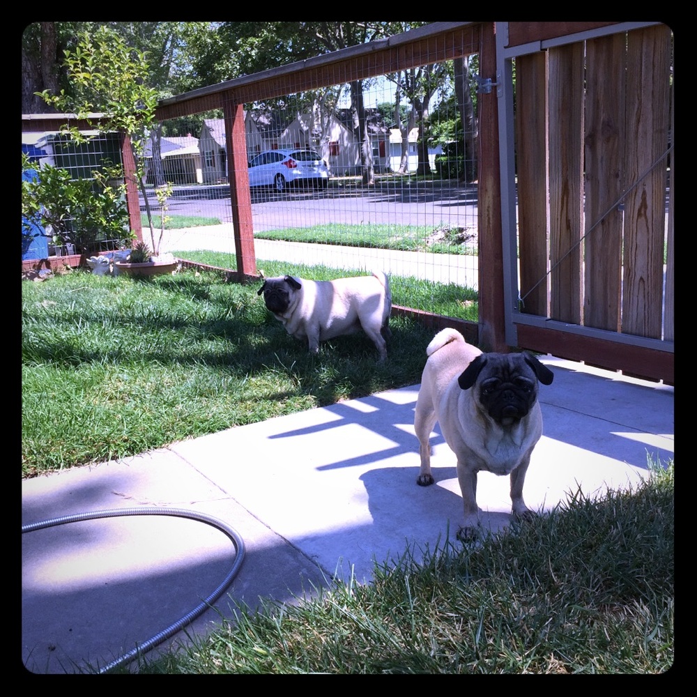 Summer here-new grand baby last baby graduates 🎓